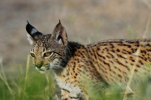 Para todos La 2 - Para Todos La 2-Conservación del lince ibérico