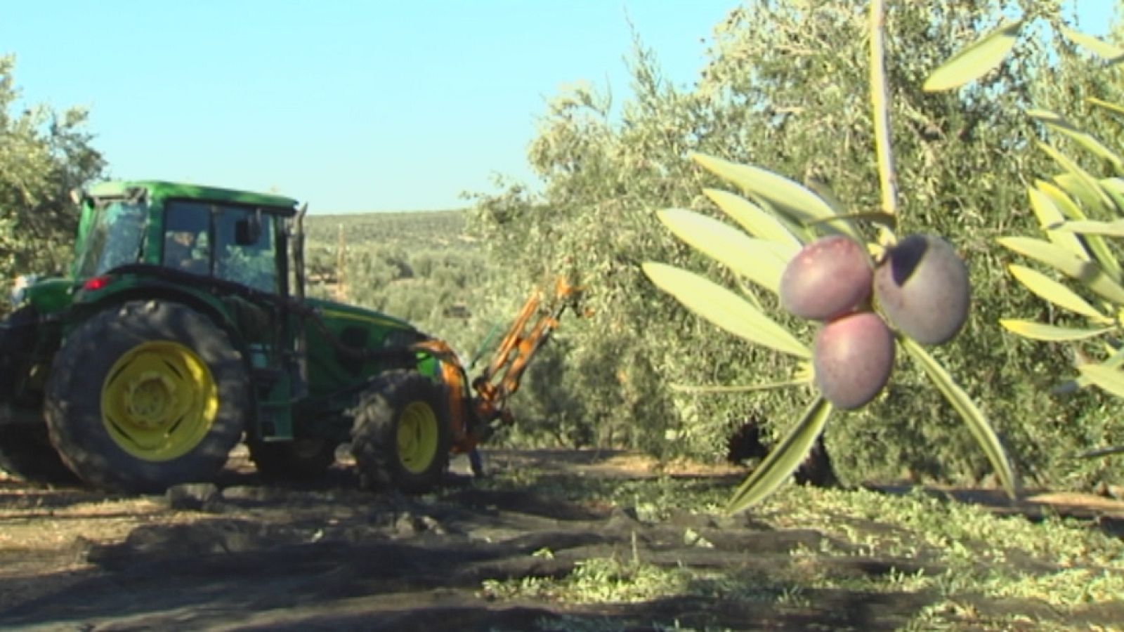 Campaña Aceituna 2022-2023 en Jaén - Ver ahora