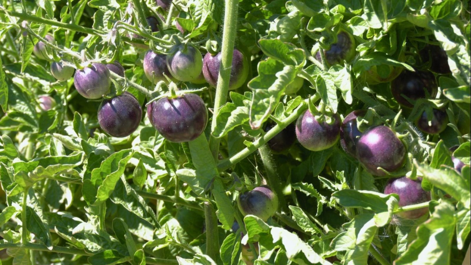 Aquí la Tierra - 15/09/22 - ver ahora