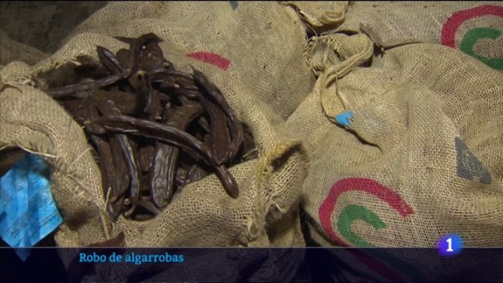 L'informatiu - Comunitat Valenciana - El incremento del precio de las algarrobas dispara los casos de robos en los campos
