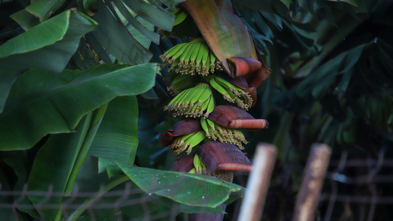 La economía de La Palma sigue muy tocada un año después del volcán | Ver