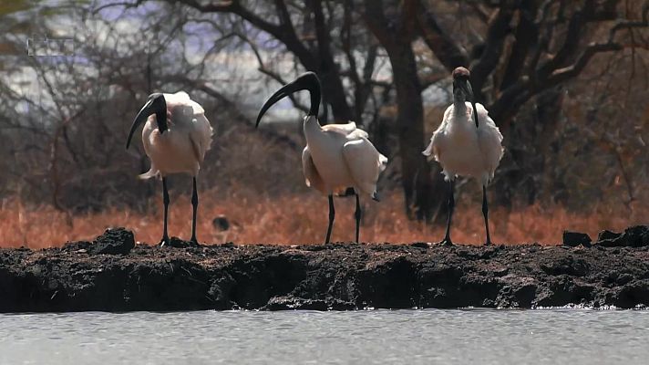 El estanque: un oasis animal - Episodio 1