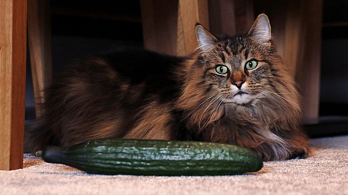 Mapi - ¿Por qué a los gatos les asustan los pepinos? - Mapi | Ver