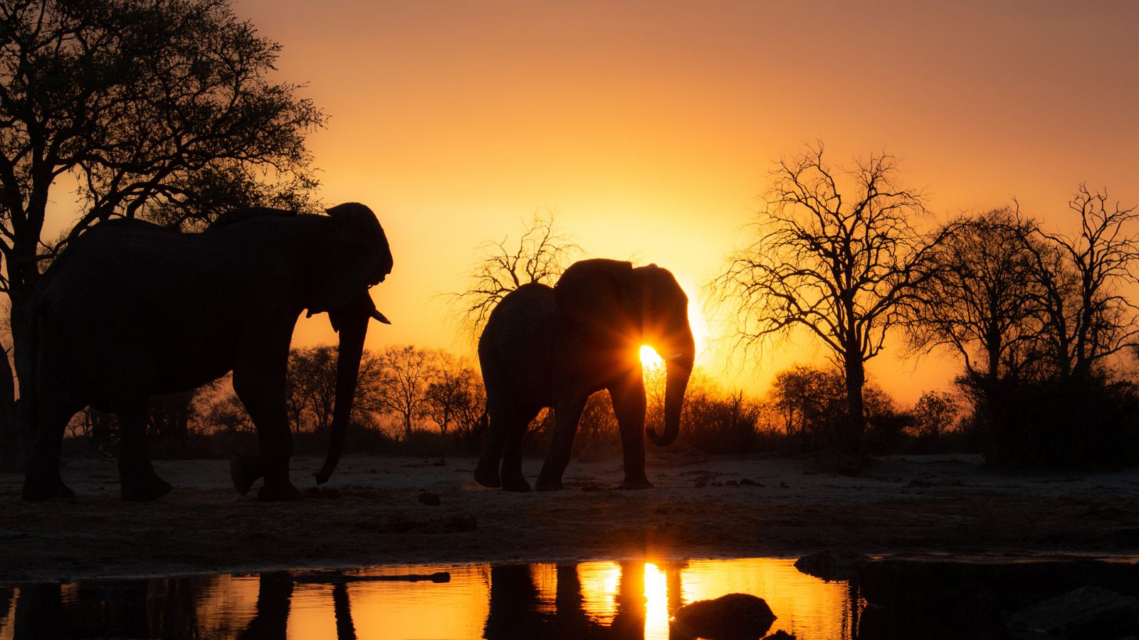 El estanque. Un oasis animal - Episodio 2 - ver ahora