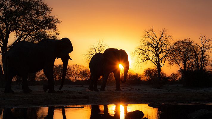 El estanque: un oasis animal - Episodio 2