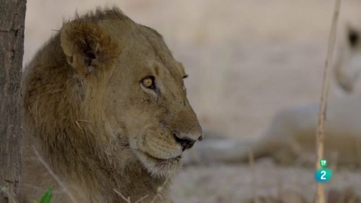 Som Documentals - Zàmbia indòmita - Viure al límit