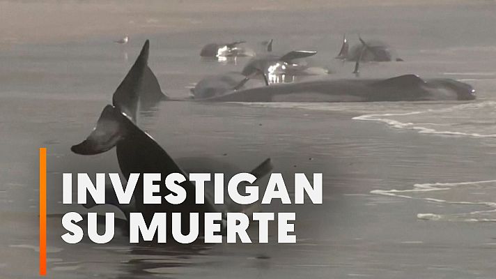 Modo Digital - Australia encuentra 230 ballenas varadas en una playa de Tasmania