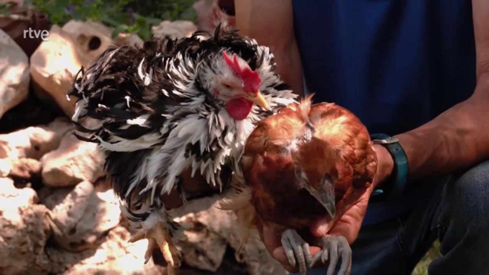 Aquí la Tierra - Así son las gallinas enanas