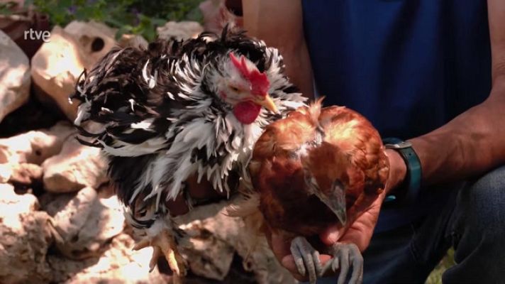 Aquí la Tierra - Así son las gallinas enanas