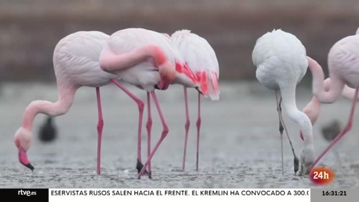 Objetivo Planeta - Objetivo Planeta - Los grandes humedales en peligro
