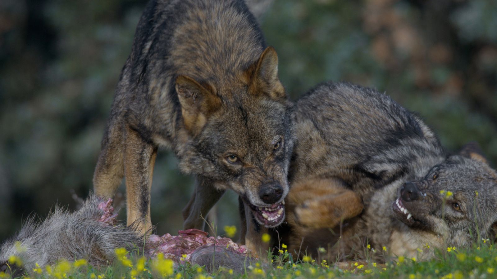 Somos documentales - Alfa - Ver ahora