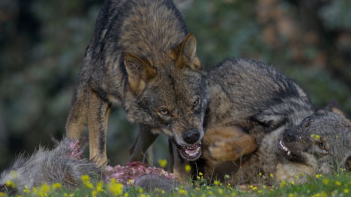 Somos Documentales - Alfa