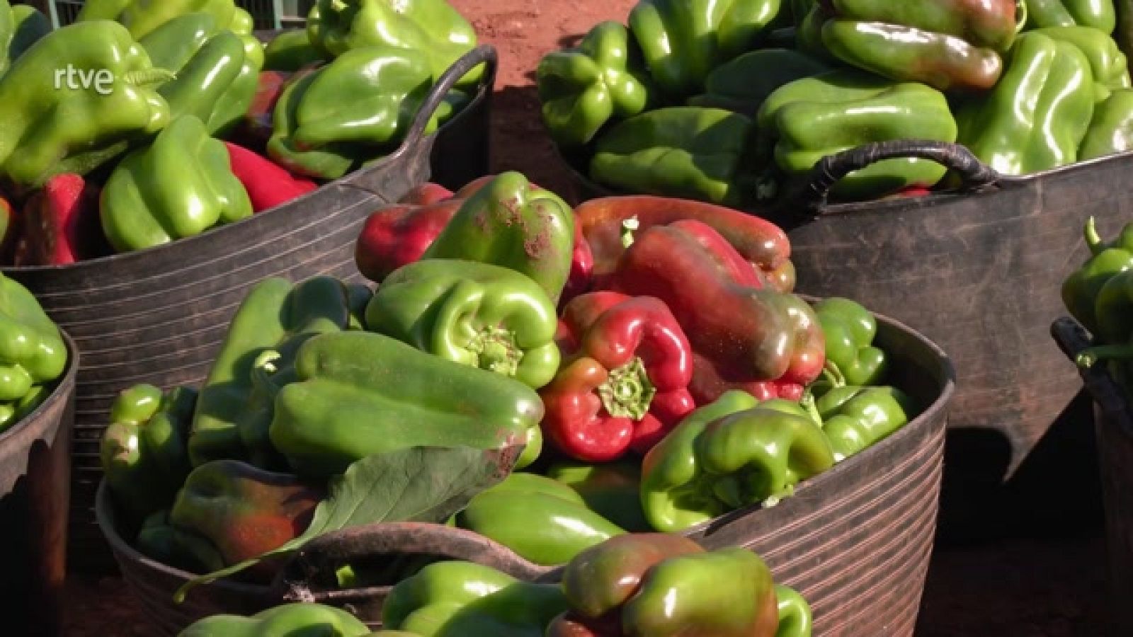 Aquí la Tierra - El pimiento, una verdura imprescindible