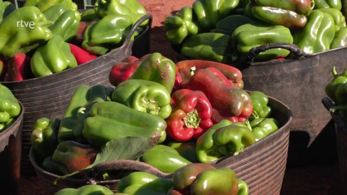 Aquí la Tierra - El pimiento, una verdura imprescindible
