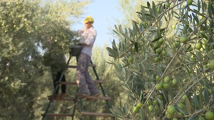 Noticias Andalucía - Campaña Verdeo "agostá" por sequía
