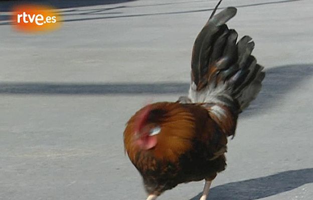  - Un gallo muy azulgrana