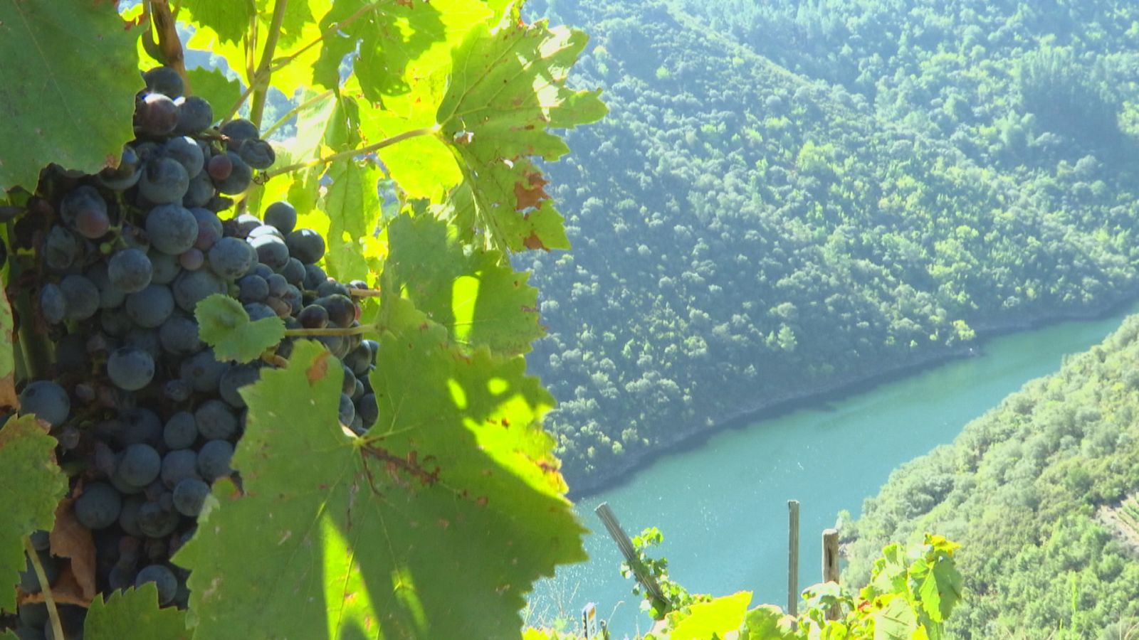 Agrosfera - 24/09/22 - ver ahora