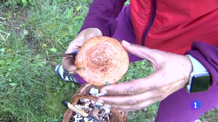 L'Informatiu - Optimisme entre els boletaires