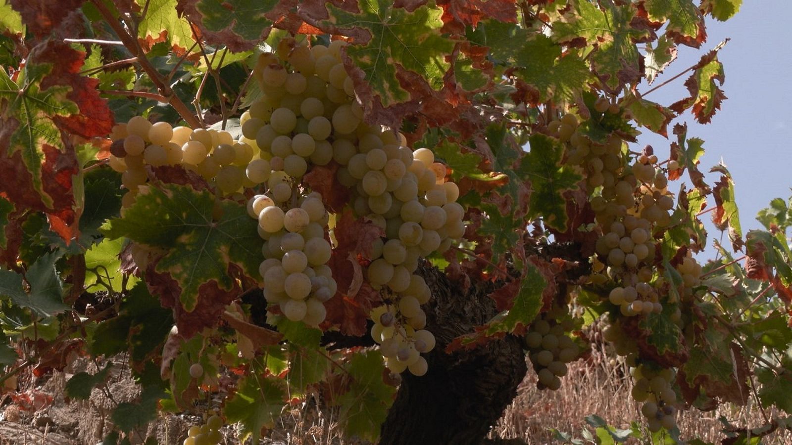 Aquí la Tierra - 26/09/22- ver ahora .