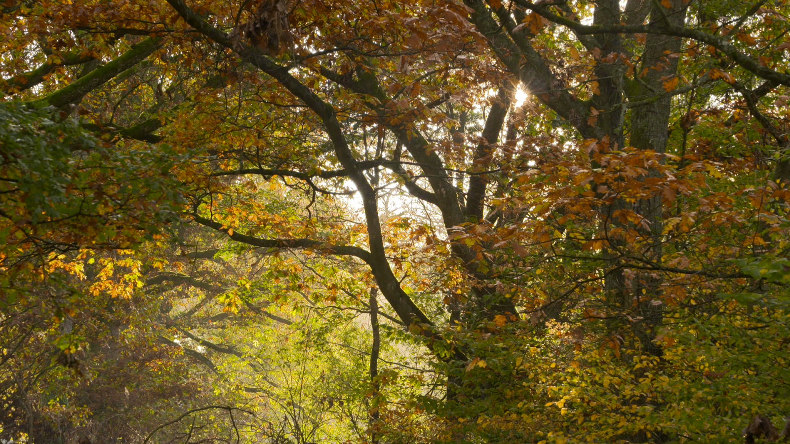 Turisme rural al món - Alemanya: Des de Frankfurt al cor de Main-Spessart