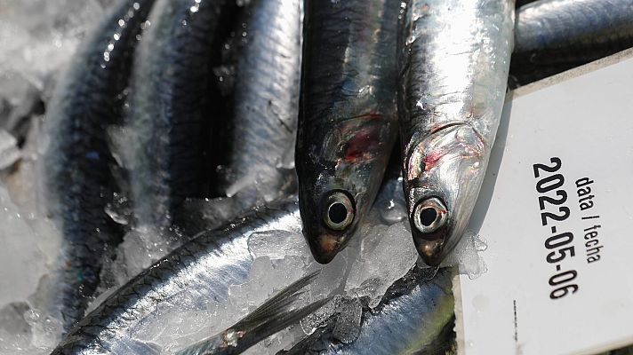 Telediario 1 - El veto de Bruselas a la pesca de fondo afectará a 500 buques y más de 2.500 pescadores españoles