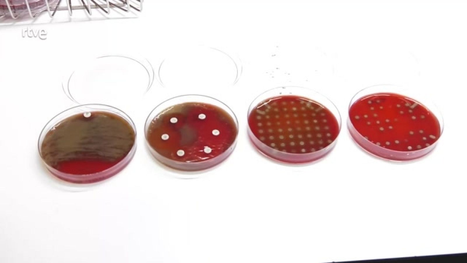 Aquí hay trabajo - Nueva Ley de la Ciencia contra la precariedad laboral - ver ahora