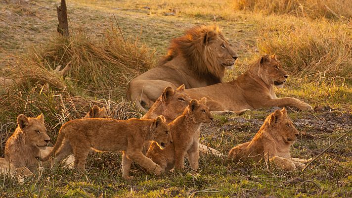 Somos Documentales - Hermanos leones: de cachorros a reyes