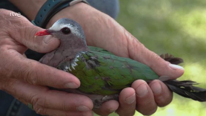 Aquí la Tierra - Sobrevolamos el mundo de las tórtolas
