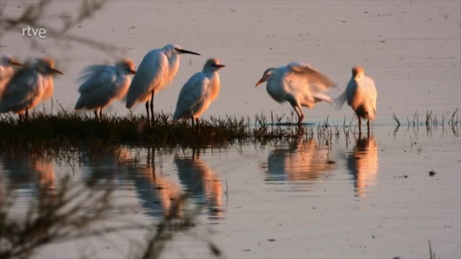 Reduce tu huella - Visitamos el Parque Nacional de Doñana - Reduce tu huella | Ver