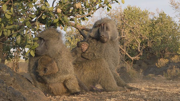 Somos Documentales - Babuinos. Una familia muy salvaje