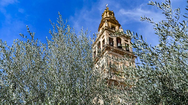 Los agricultores estiman que perderán el 70% de la producción del olivo por la sequía | Ver