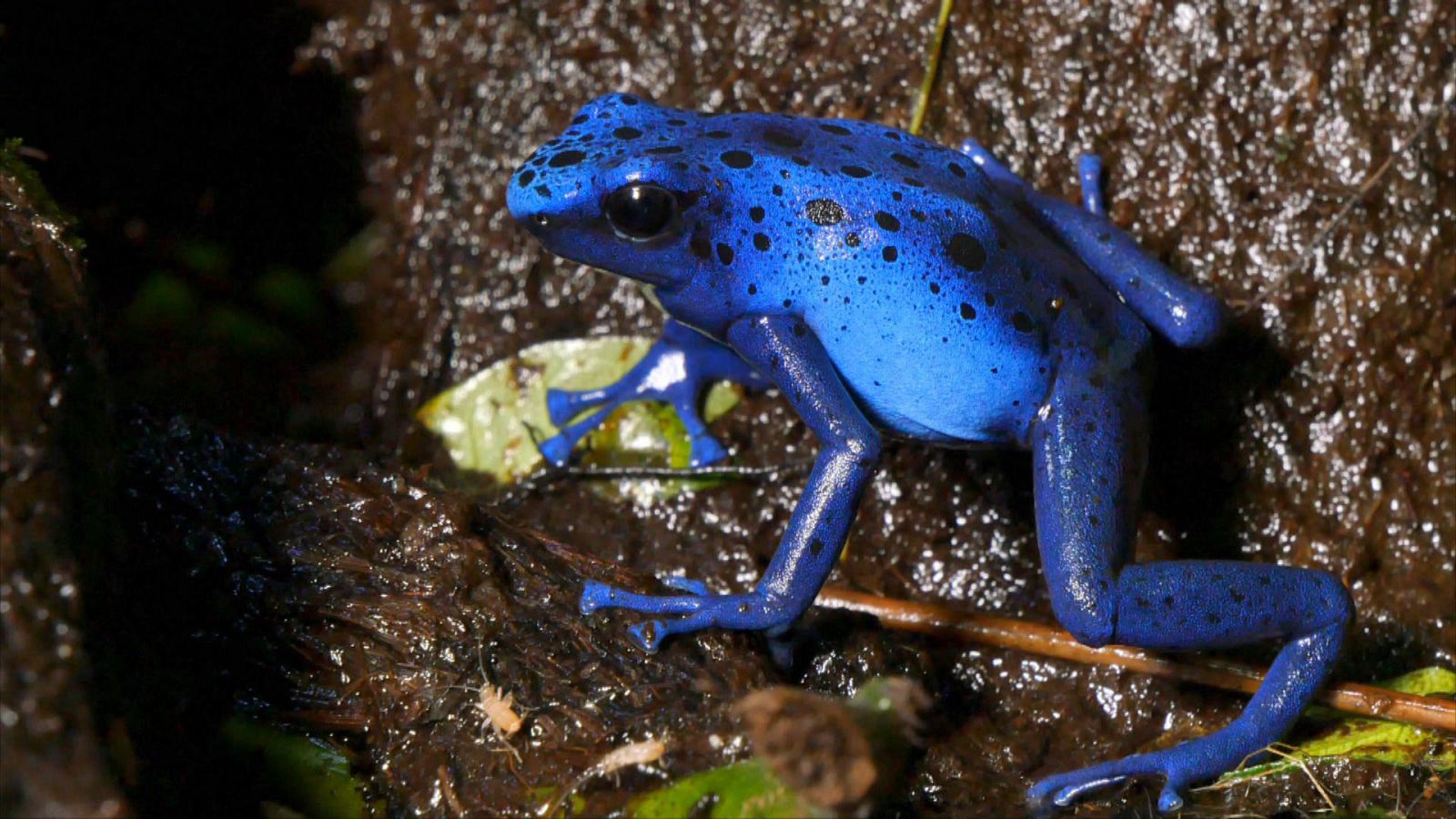 Que animal - Colores - ver ahora