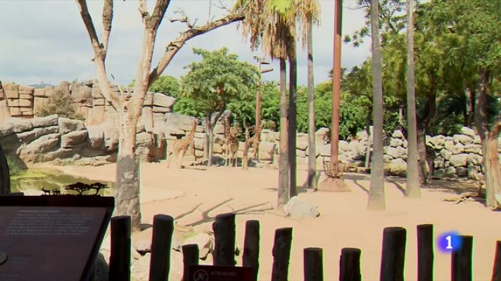L'Informatiu - El Zoo de Barcelona encara el futur amb optimisme