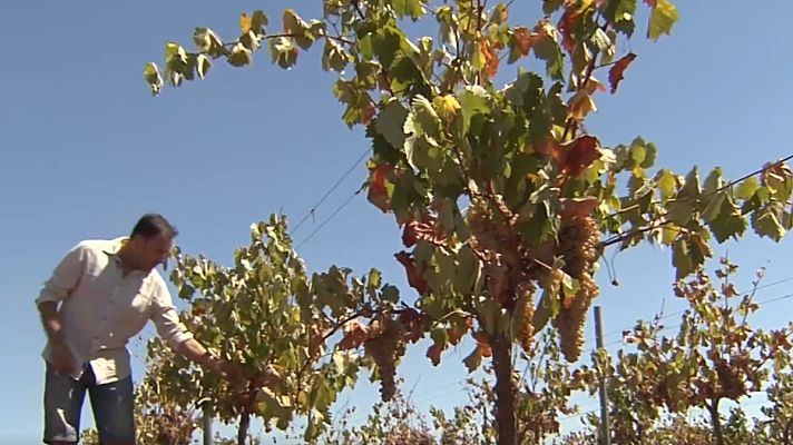 Telediario Fin de Semana - Viñedos en peligro por la sequía: "La situación es crítica"