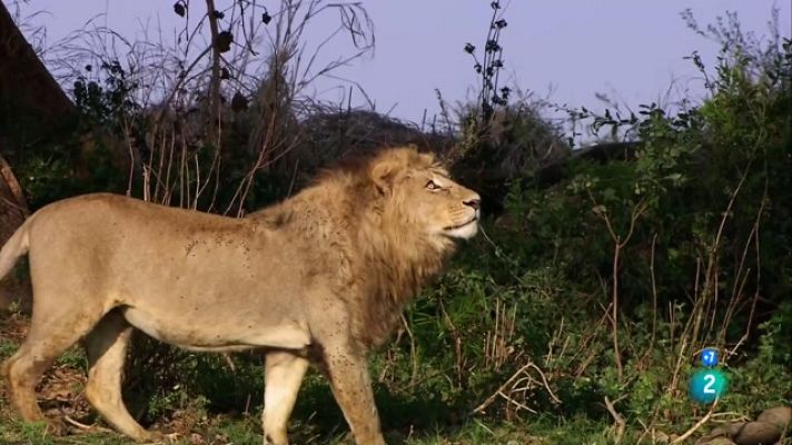 Som Documentals - Els regnes dels depredadors d'Àfrica - Episodi 4: Sabanes