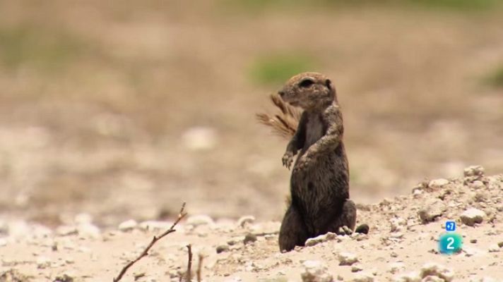 Som Documentals - Els regnes dels depredadors d'Àfrica - Ep. 5: El Kalahari