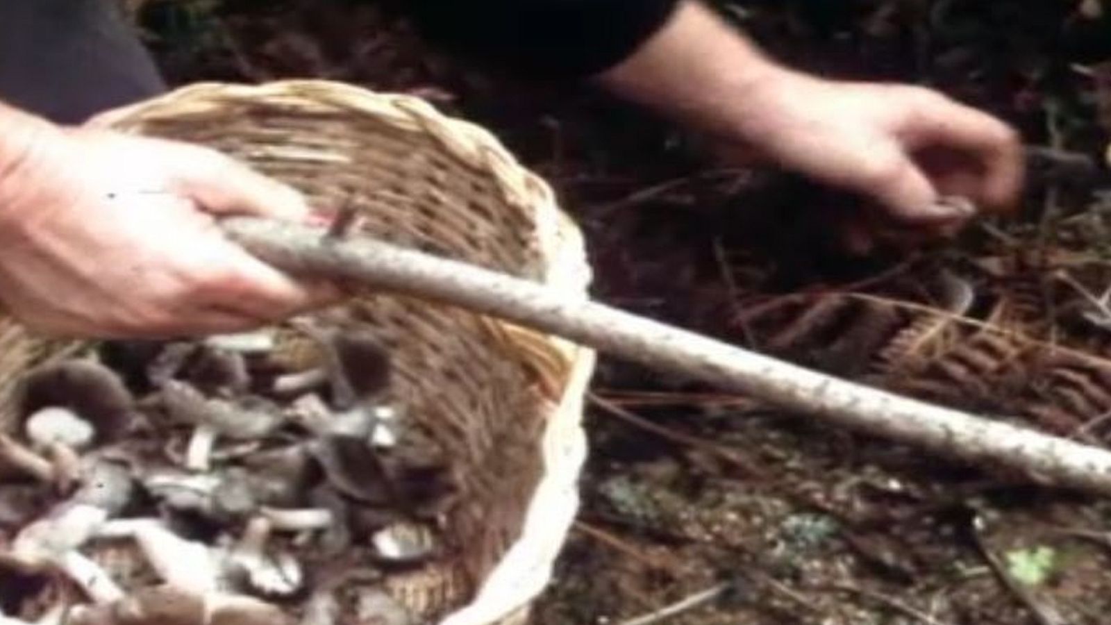 Arxiu TVE Catalunya - A l'abast de la mà - Bolets: el fredolic