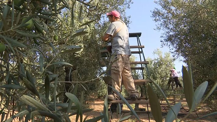 Noticias Andalucía - Presentado el Aforo del Aceite 2022