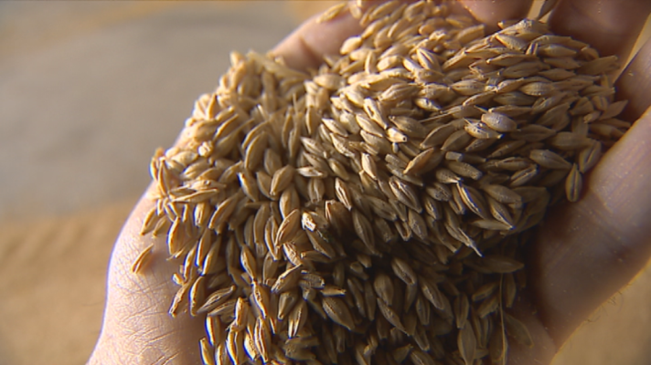  - La última cosecha del cereal de invierno cae un 28,23% en Aragón