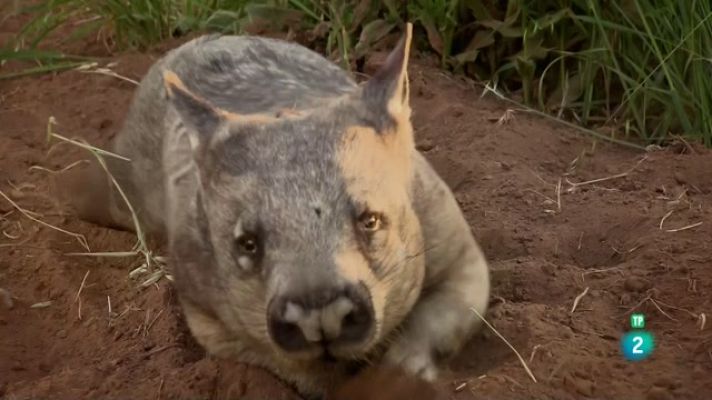 Som Documentals - Obrers de la natura: Maquinària pesant