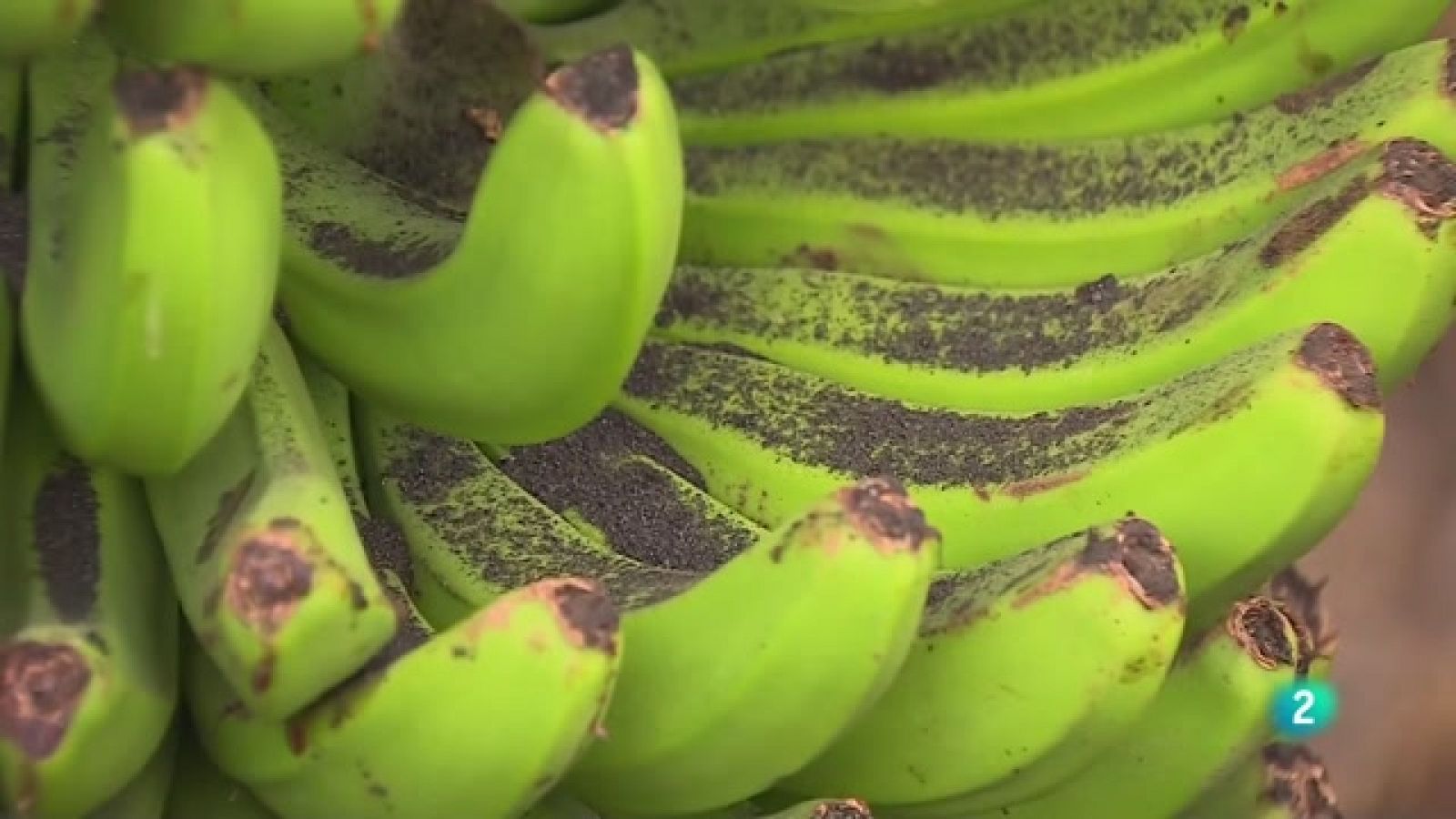 Telecanarias 2 - 04/10/2022 | Ver