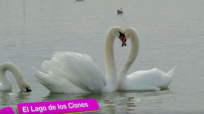  - Clan acerca a los pequeños óperas y ballets como 'El lago de los cisnes'