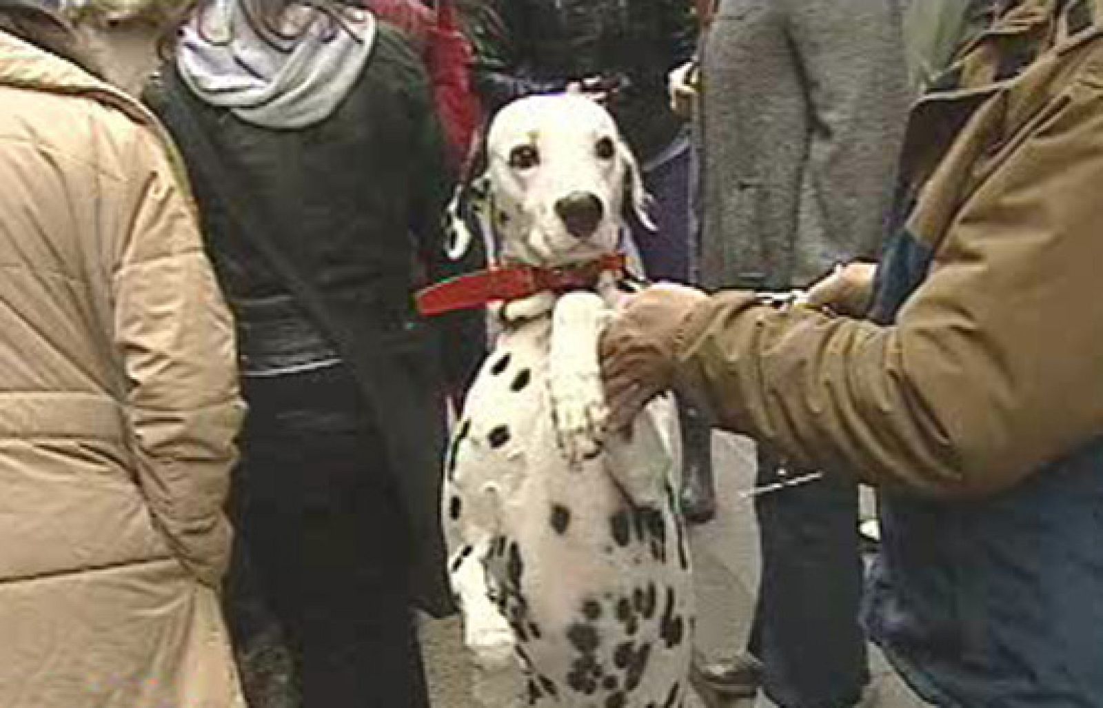 España Directo - El día de los animales | Ver