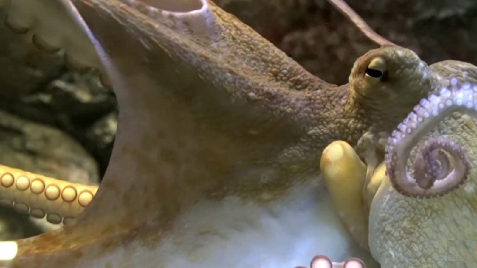 Objetivo Planeta - El pulpo, mucho más que ocho brazos - ver ahora