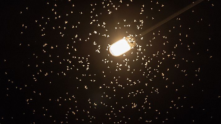 ¿Por qué los insectos van a la luz?
