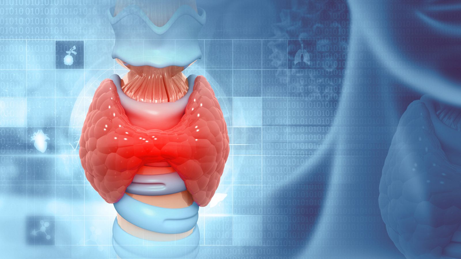 ¿Qué es la glándula tiroides?