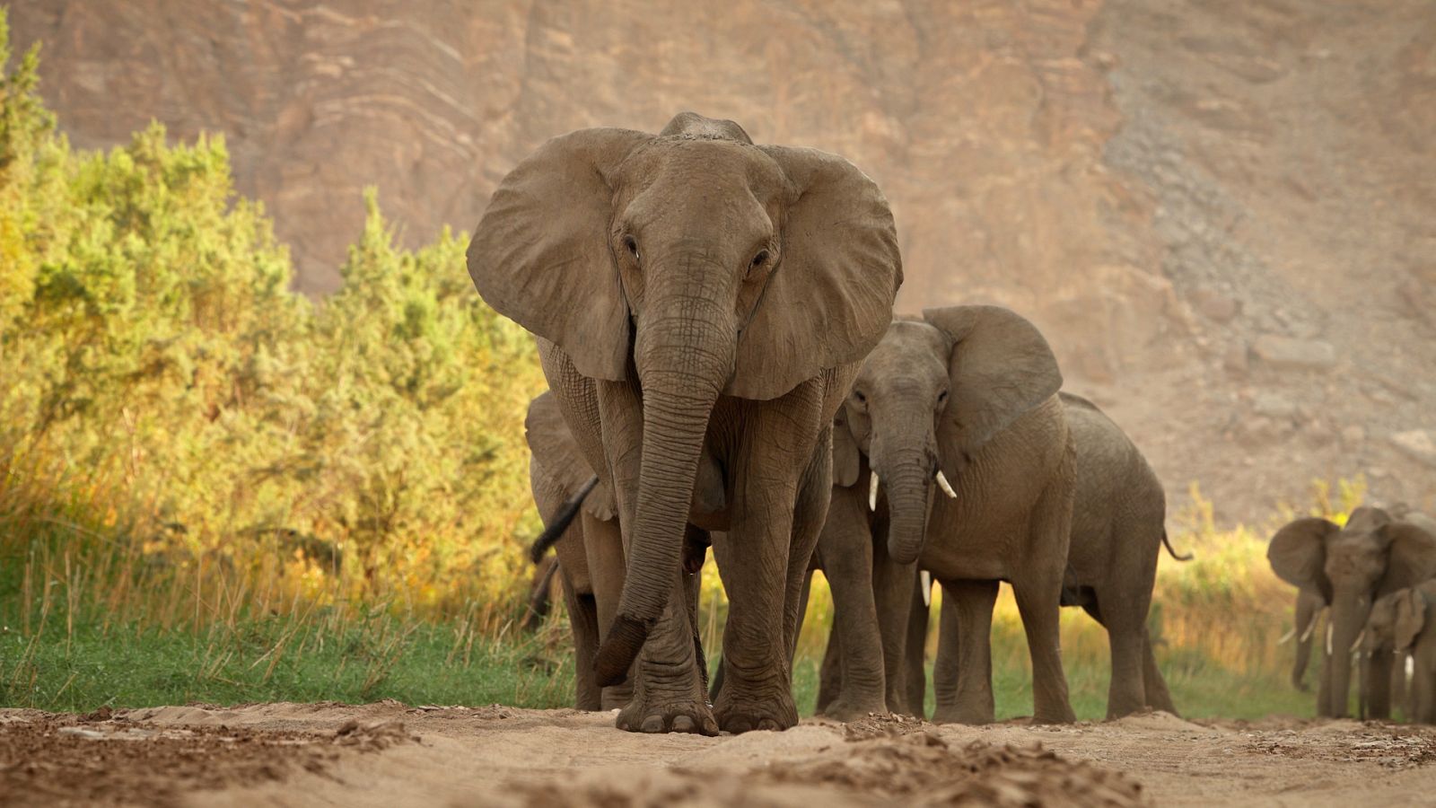 El Kalahari, la otra ley de la selva - Episodio 2 - ver ahora