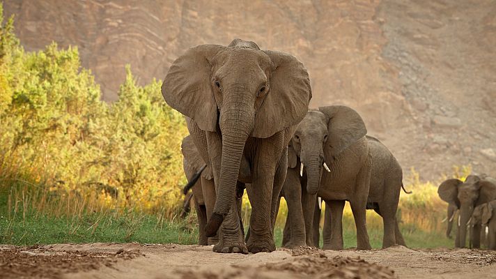 El Kalahari, la otra ley de la selva - Episodio 2
