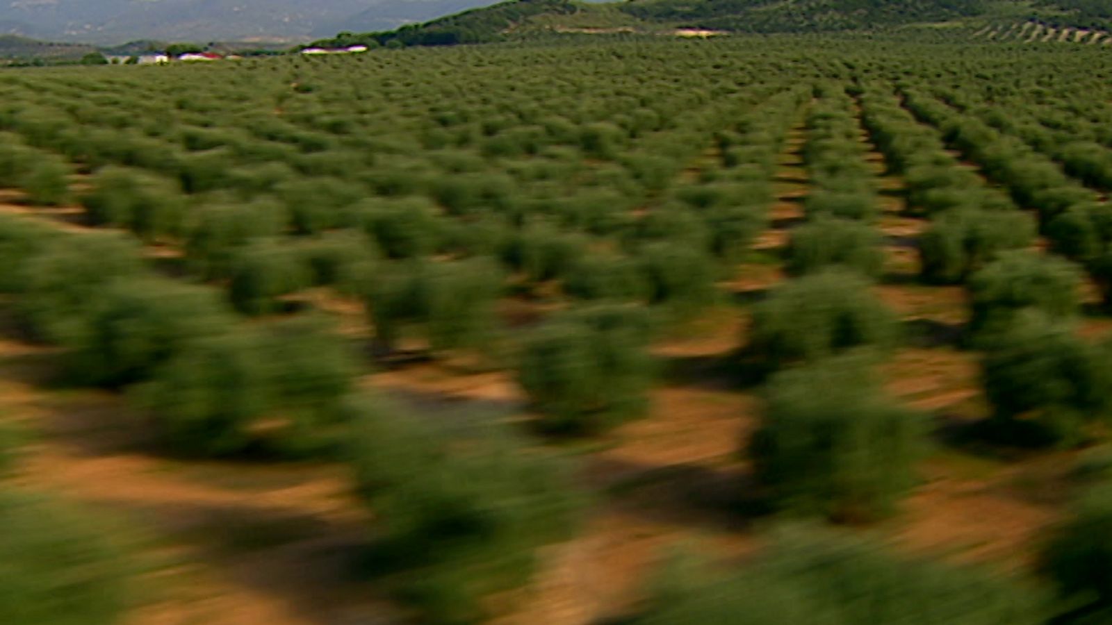 España entre el cielo y la tierra - Entre olivos - ver ahora