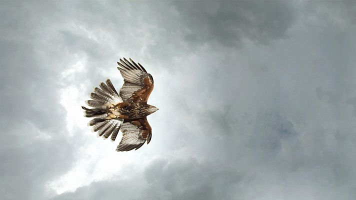 ¡Qué animal! - Voladores